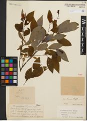 Foto von Salix iliensis Regel
